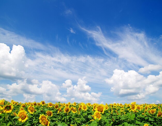 Girasol campo