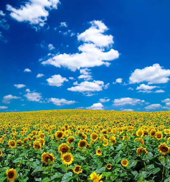 Girasol campo