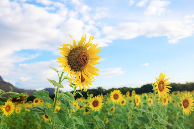 Girasol en campos con el cielo en verano.