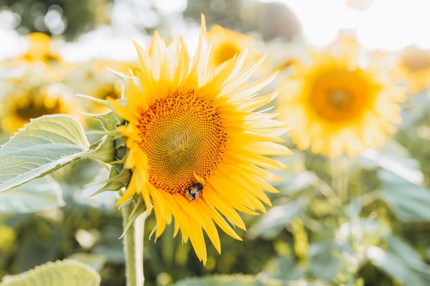 Girasol en los campos con luz solar al atardecer