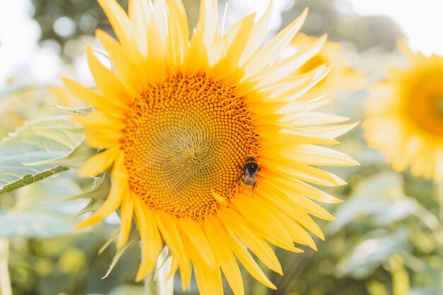 Girasol en los campos con luz solar al atardecer