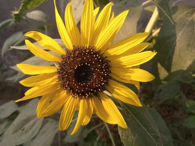 Un girasol con centro marrón y centro negro.