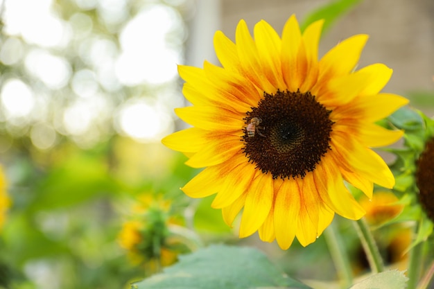 Un girasol con un centro negro que dice "girasol".