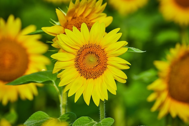 Girasol de cerca con pétalos dorados medios y amarillos