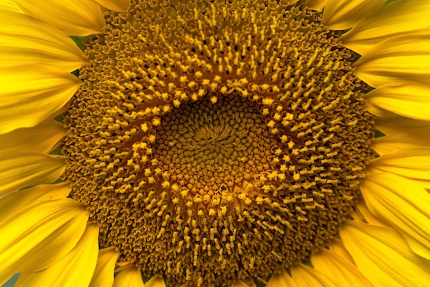 Girasol de cerca