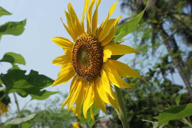 un girasol con un cielo azul detrás de él