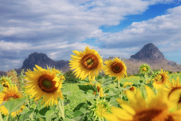 Girasol con cielo azul en invierno.