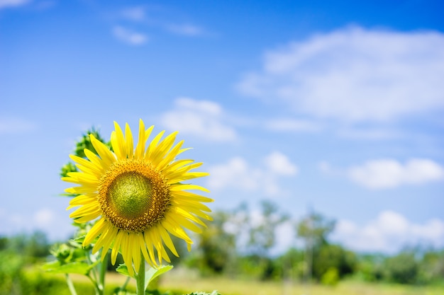 Girasol y cielo azul en el jardín.