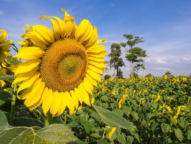 Girasol bajo un cielo azul nublado