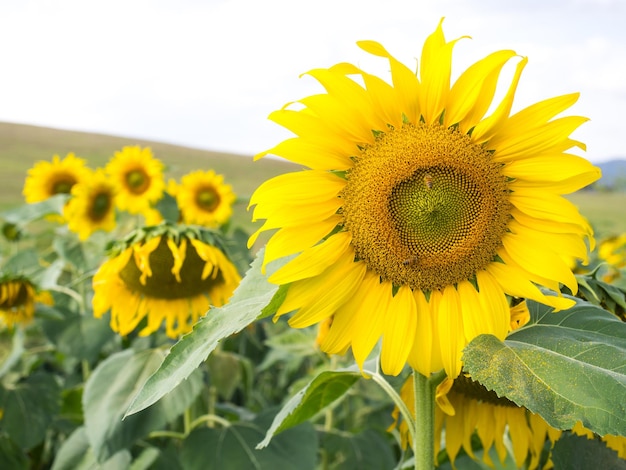 Girasol bajo un cielo azul nublado