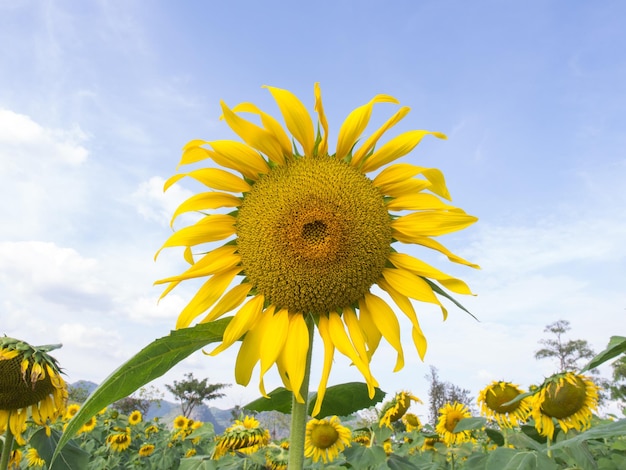 Girasol bajo un cielo azul nublado