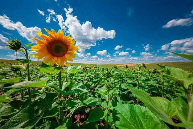 Girasol con cielo azul y sol hermoso.