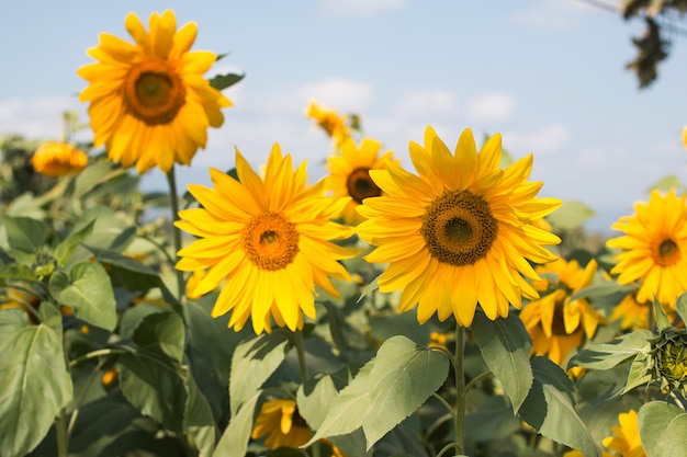 Girasol en el cielo azul