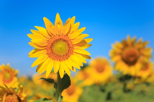 Girasol bajo el cielo azul.