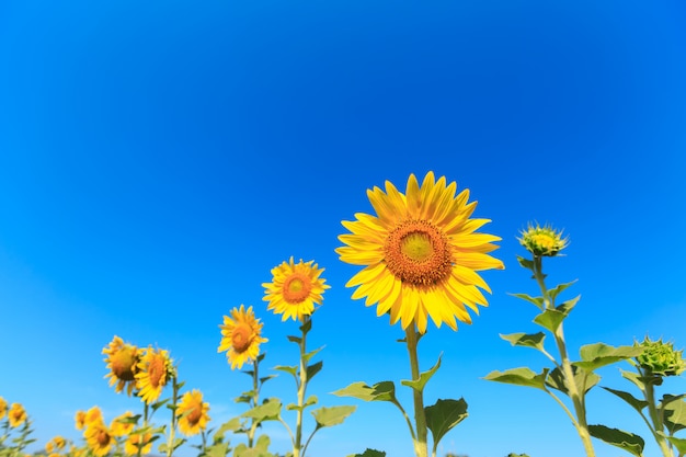 Girasol bajo el cielo azul.