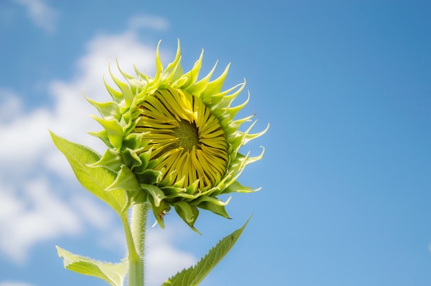 Girasol con cielo azul