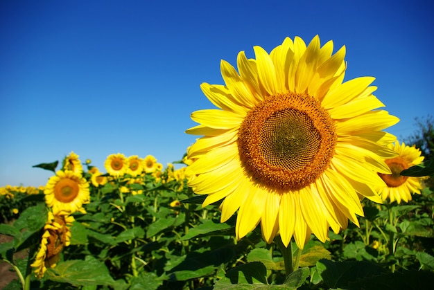 girasol en cielo azul