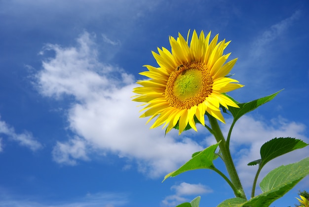 Girasol en el cielo