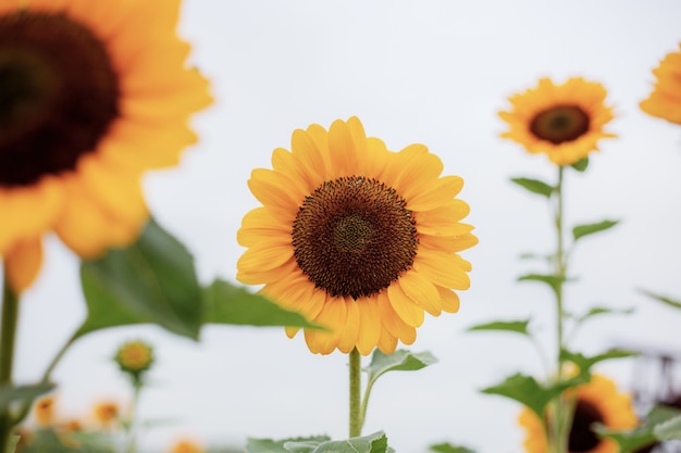 Girasol con el cielo.