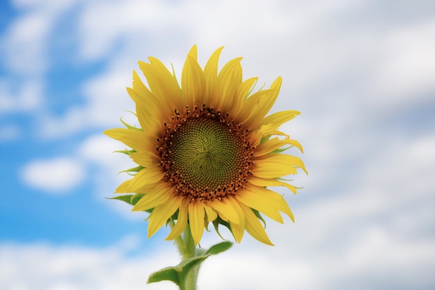 Girasol con el cielo.