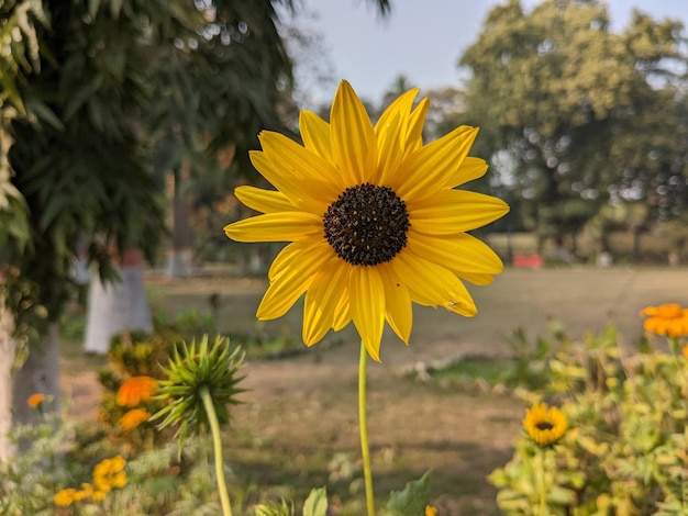 girasol Colección de imágen