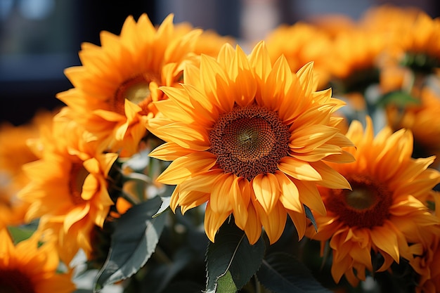 Foto girasol com uma profundidade de campo rasa