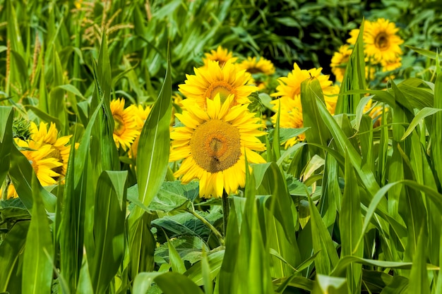 Girasol común con pétalos amarillos en un campo agrícola primer plano de la inflorescencia de girasoles en el verano