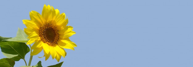 Girasol contra el cielo azul. Flor amarilla brillante en el cielo azul. Copyspace