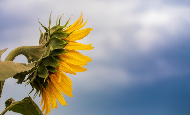 Girasol con el contra el cielo azul. primer plano, enfoque selectivo.