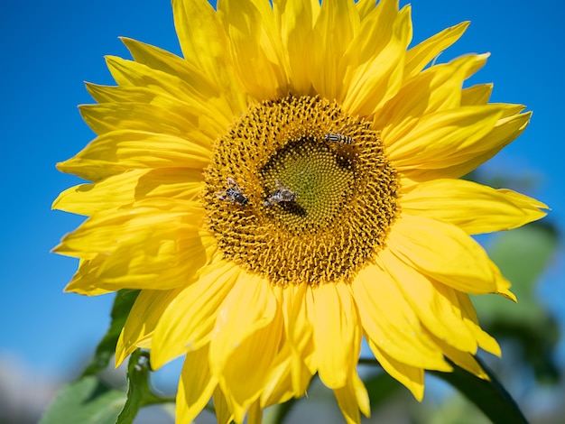 Girasol contra el cielo azul