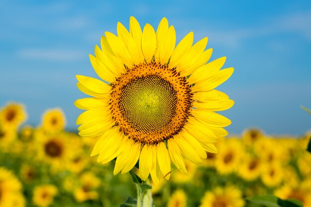 Girasol contra un cielo azul.