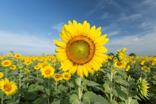 Girasol contra un cielo azul.