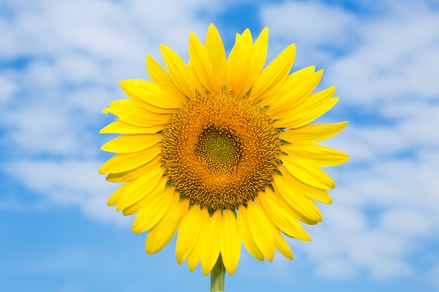 Girasol contra un cielo azul.