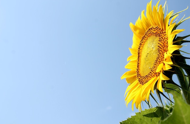 Girasol contra el cielo azul