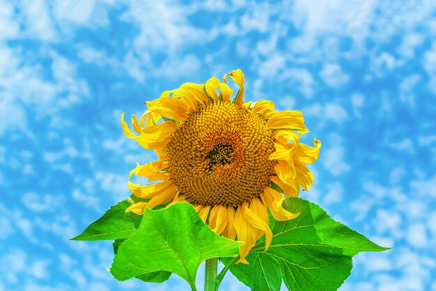 Girasol contra el cielo nublado azul en día de verano