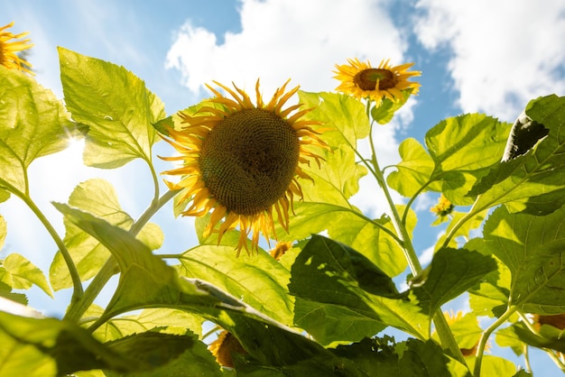 girasol contra el soleado cielo azul concepto de cultivo de girasol