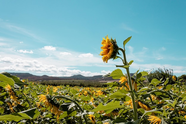 Foto girasol destacándose entre el campo de girasoles