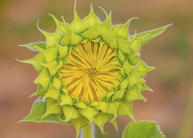 Girasol en un día seco