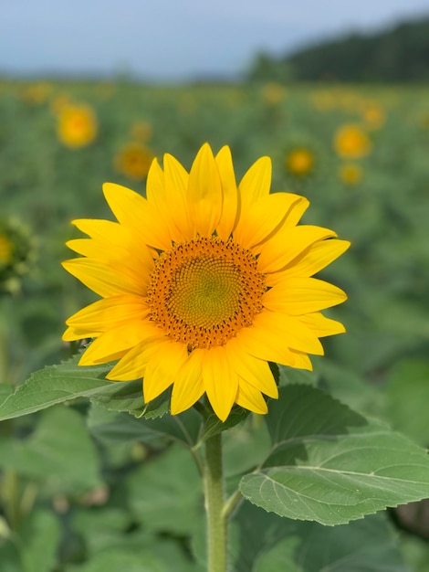 girasol en un día soleado con un fondo natural