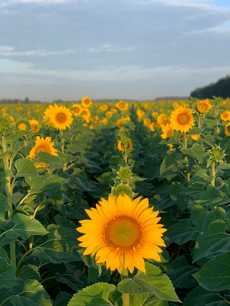 girasol en un día soleado con un fondo natural