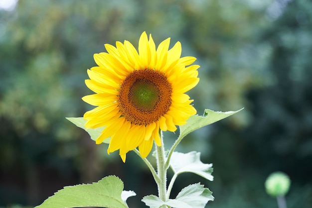 Girasol en un día soleado de verano.