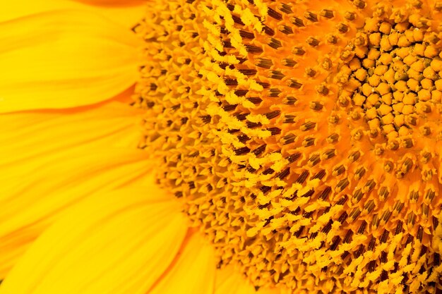 Girasol dorado de verano bajo el sol