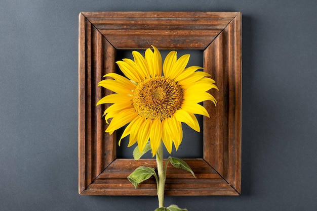 Girasol y elegante marco decorativo de madera sobre un fondo gris plano