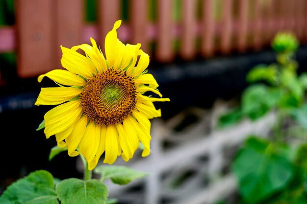 Girasol con enfoque suave y luz en el fondo.