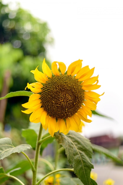 Girasol con enfoque suave y luz en el fondo.