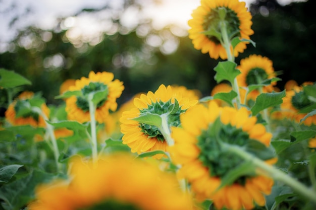 Girasol de espalda a la luz del sol