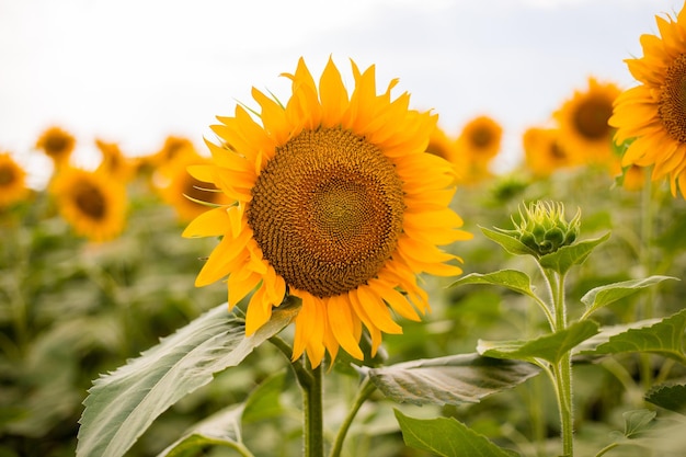 Girasol flor floreciente fondo natural Tiempo de cosecha agricultura agricultura producción de petróleo