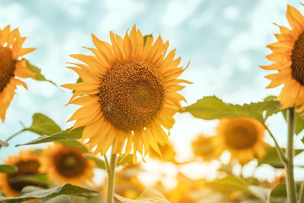 Girasol floreciendo primer plano de girasol un girasol se balancea en el viento linda abeja de miel en un amarillo brillante ...