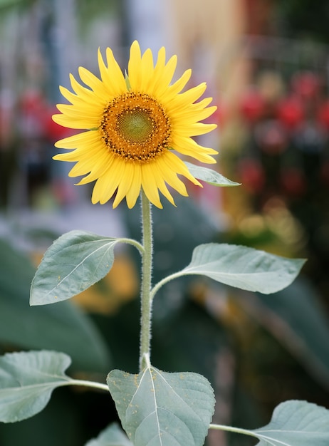 Girasol floreciente amarillo brillante. Cierre de girasol.