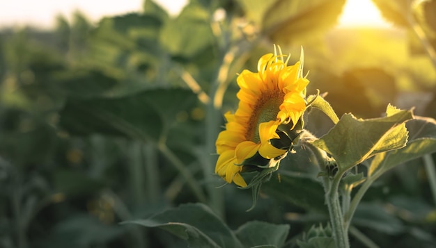 Girasol floreciente en un campo agrícola Girasol amarillo sobre un fondo de follaje verde